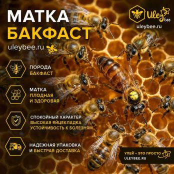 Матка Бакфаст