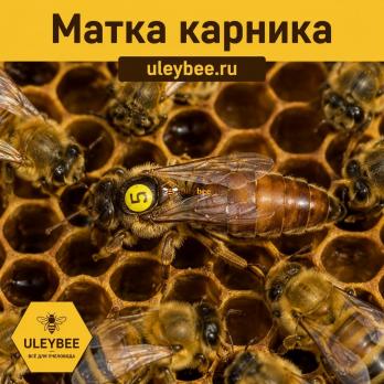 Матка Карника